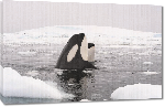 Toiles imprimées Poster photo d'un orque