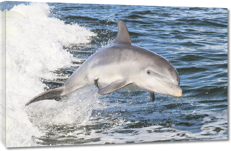 Toiles imprimées Poster photo d'un dauphin dans l'océan