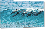 Toiles imprimées Photo banc de dauphins 