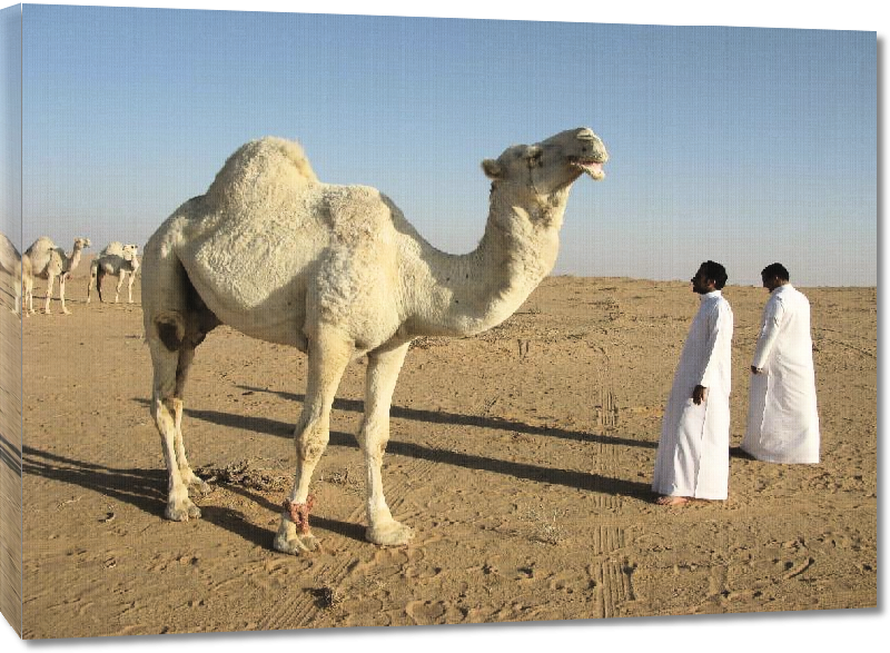 Toiles imprimées Photo chameau dans le désert d'Arabie Saoudite