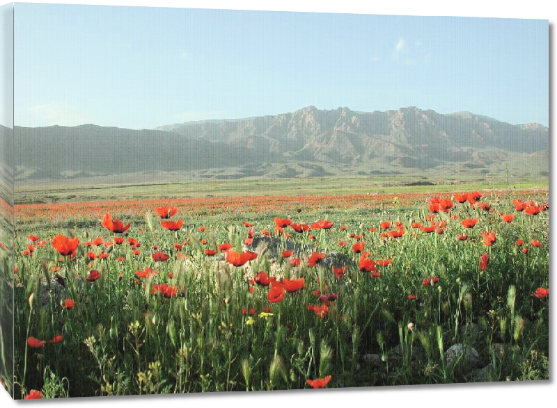 Toiles imprimées Photo champ de coquelicots montagne en Arménie