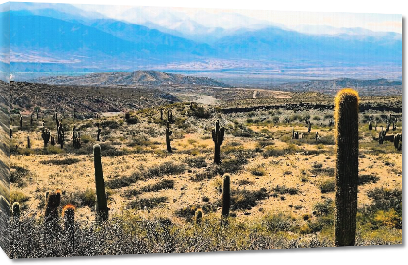 Toiles imprimées Photo cactus en montagne en Argentine