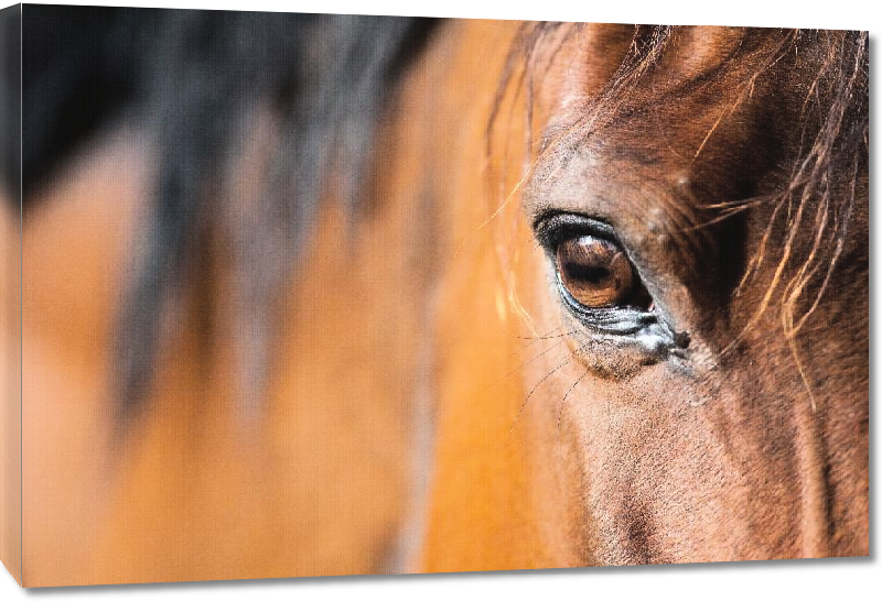 Toiles imprimées Photo œil de cheval 