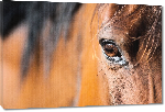 Toiles imprimées Photo œil de cheval 