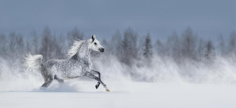 Photo d'un cheval dans la neige 