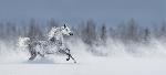 Photo d'un cheval dans la neige 