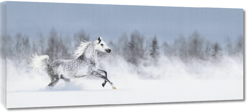 Toiles imprimées Photo d'un cheval dans la neige 