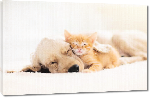 Toiles imprimées Photo de chien et chat ensemble 