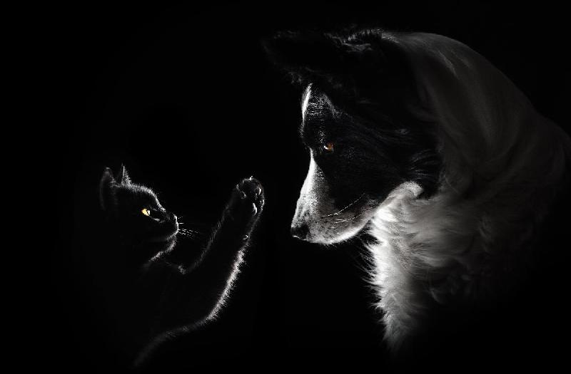 Photo portrait chien Border Collie et un chat 