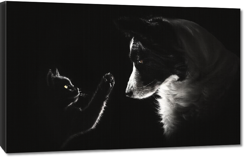 Toiles imprimées Photo portrait chien Border Collie et un chat 