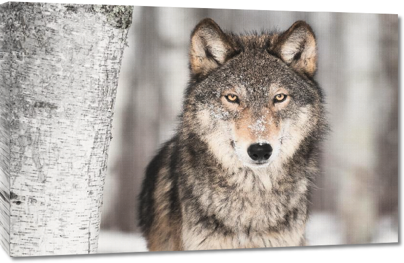 Toiles imprimées Portrait d'un Loup Gris 