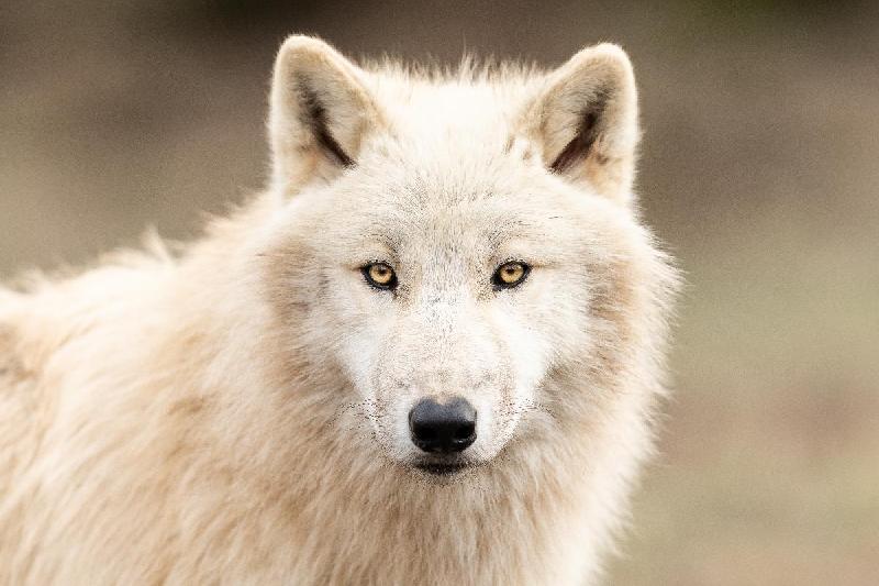 Photo d'un Loup Blanc 