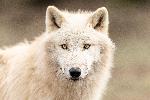 Photo d'un Loup Blanc 