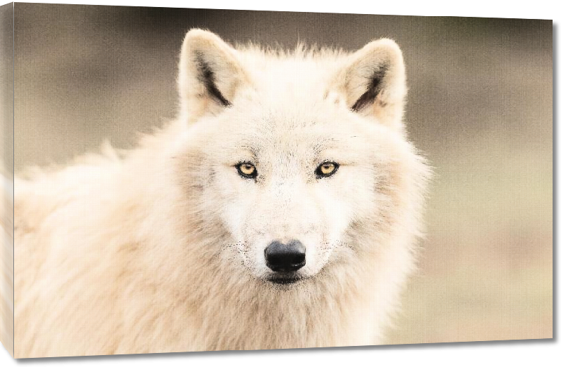 Toiles imprimées Photo d'un Loup Blanc 