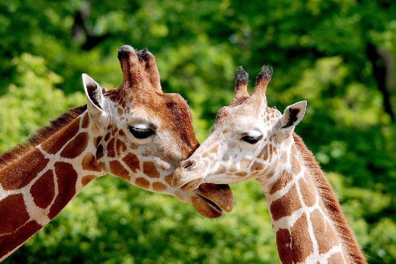 Photo d'un Girafe et de son Girafon 