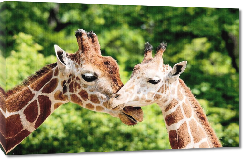 Toiles imprimées Photo d'un Girafe et de son Girafon 