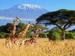Photo de Girafes