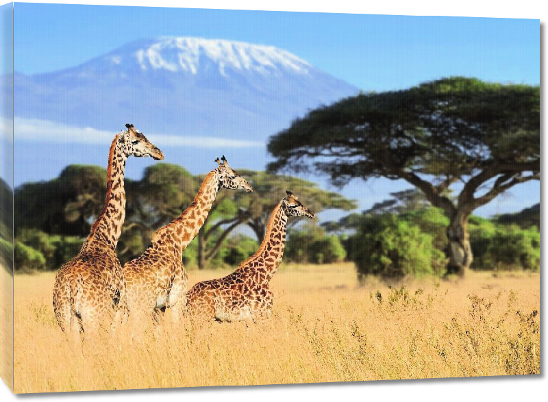 Toiles imprimées Photo de Girafes