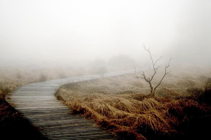 Photo paysage brouillard