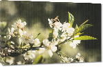 Toiles imprimées Photo abeille sur fleur