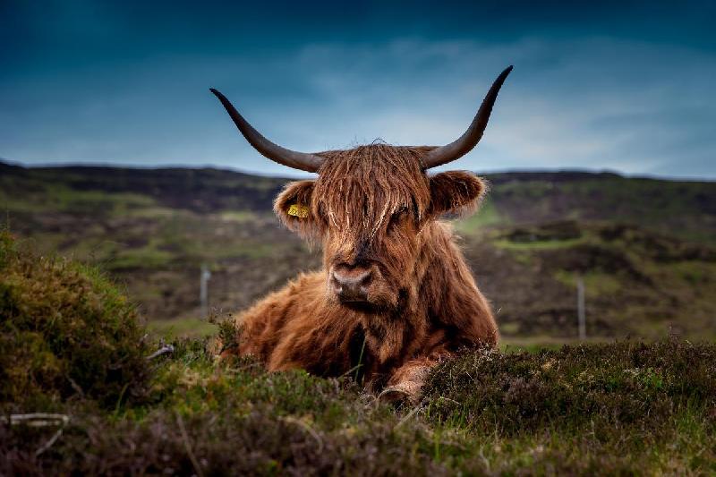 Photo d'une vache en Ecosse 