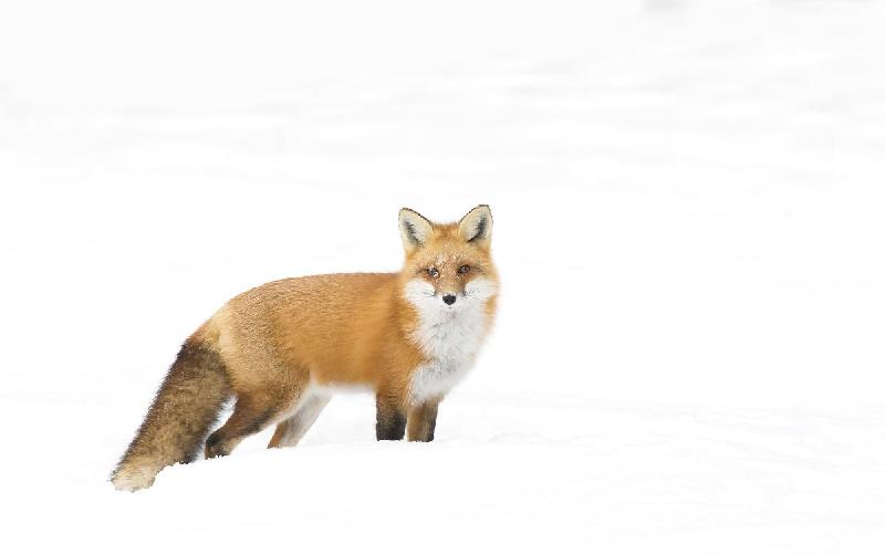 Photo d'un renard sous la neige 