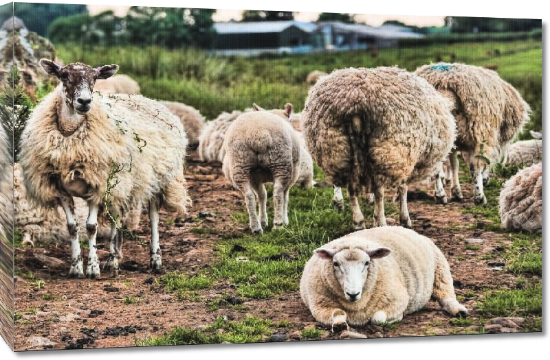 Toiles imprimées Poster moutons d'Ecosse 