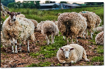 Impression sur aluminium Poster moutons d'Ecosse 