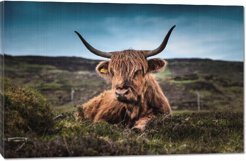 Toiles imprimées Photo d'une vache en Ecosse 