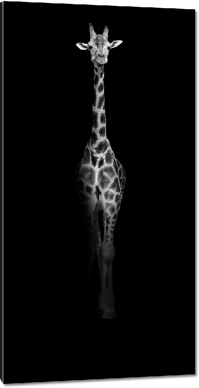 Impression sur aluminium Photo en noir et blanc d'un Girafon 