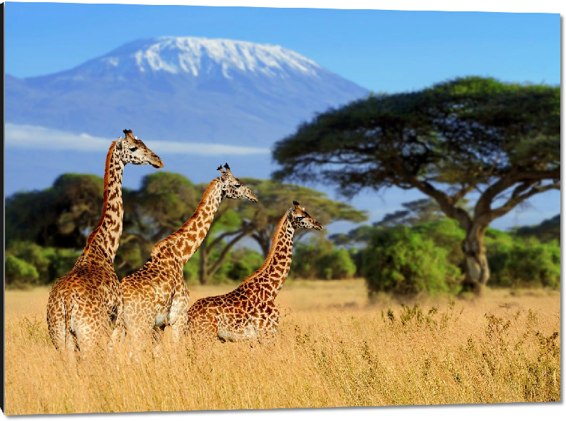 Impression sur aluminium Photo de Girafes
