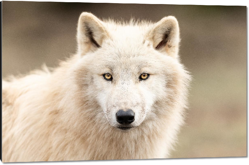 Impression sur aluminium Photo d'un Loup Blanc 