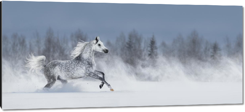 Impression sur aluminium Photo d'un cheval dans la neige 