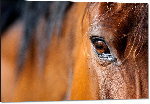 Impression sur aluminium Photo œil de cheval 