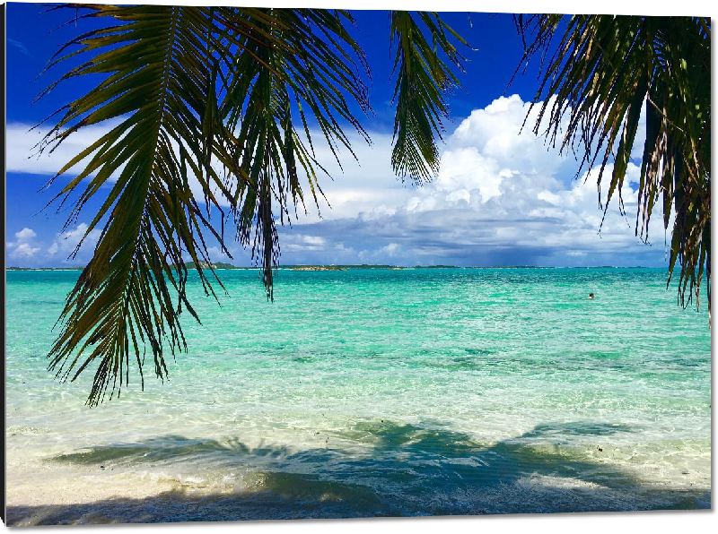 Impression sur aluminium Photo palmier sur plage Bahamas