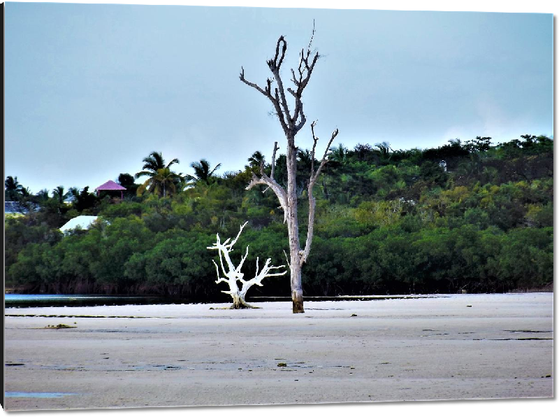Impression sur aluminium Photo arbre mort plage Bahamas