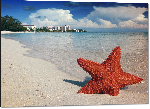 Impression sur aluminium Photo étoile de mer plage Bahamas