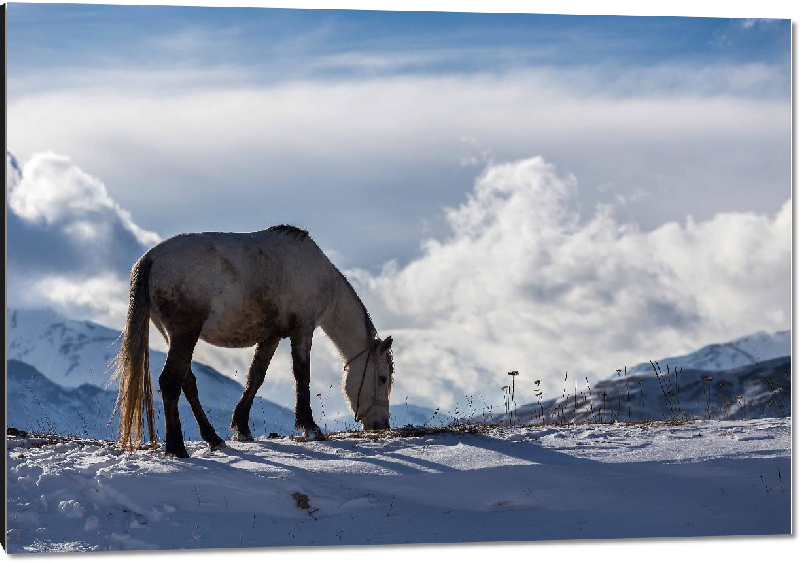 Impression sur aluminium Photo cheval montagne d'Azerbaidjan