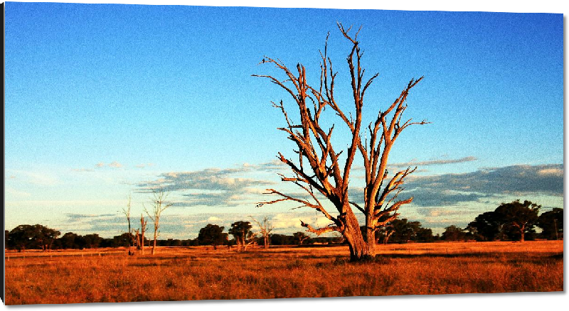 Impression sur aluminium Photo arbre dans le désert Australien