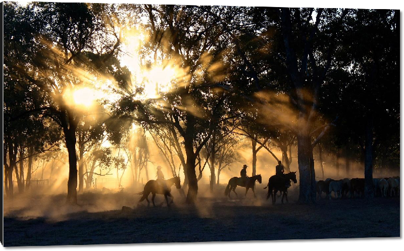 Impression sur aluminium Photo coucher de soleil cow boys Australie