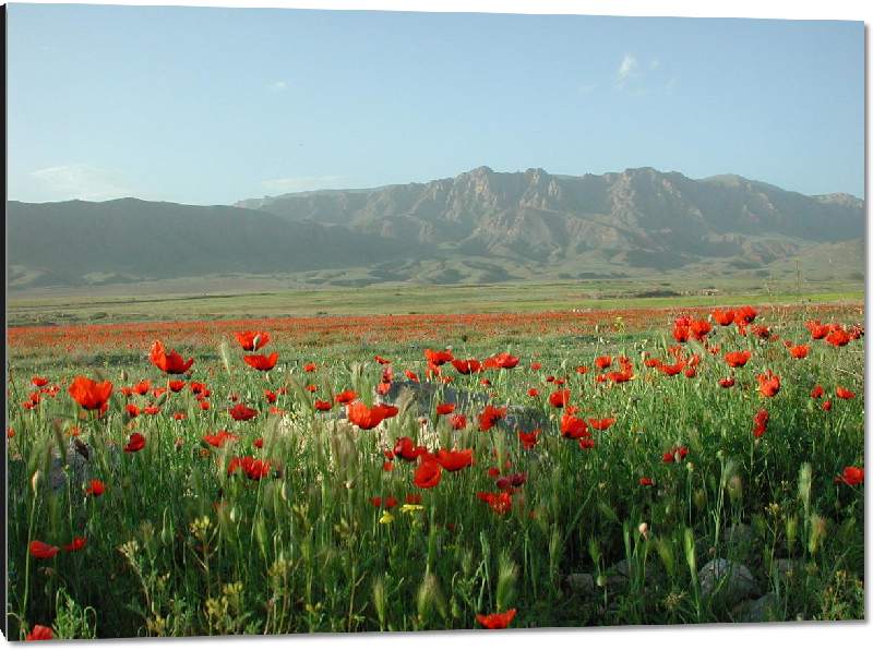 Impression sur aluminium Photo champ de coquelicots montagne en Arménie