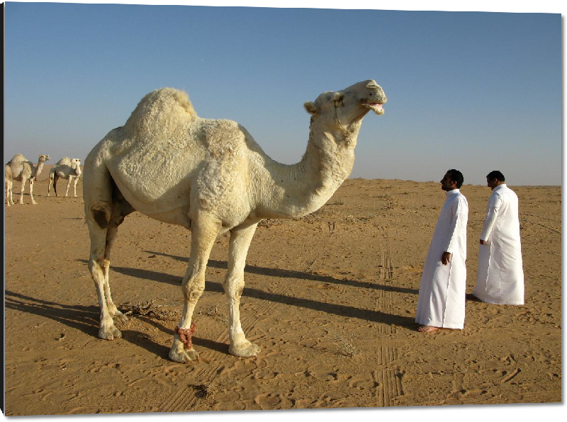 Impression sur aluminium Photo chameau dans le désert d'Arabie Saoudite