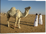 Impression sur aluminium Photo chameau dans le désert d'Arabie Saoudite
