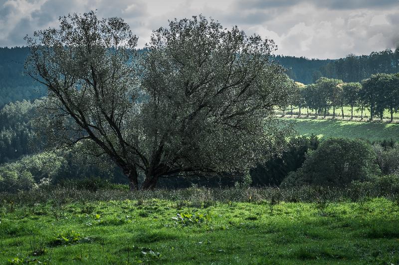 Photo arbre paysage Belgique ardennes