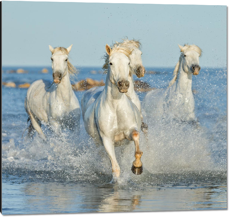 Impression sur aluminium Poster chevaux of Camargue