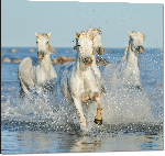 Impression sur aluminium Poster chevaux of Camargue