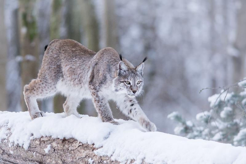 Photo Lynx dans la neige 