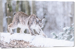 Toiles imprimées Photo Lynx dans la neige 