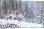 Impression sur aluminium Photo Lynx dans la neige 