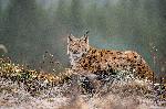 Photo d'un Lynx